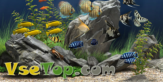 Скринсейвер Dream Aquarium – аквариум на рабочий стол
