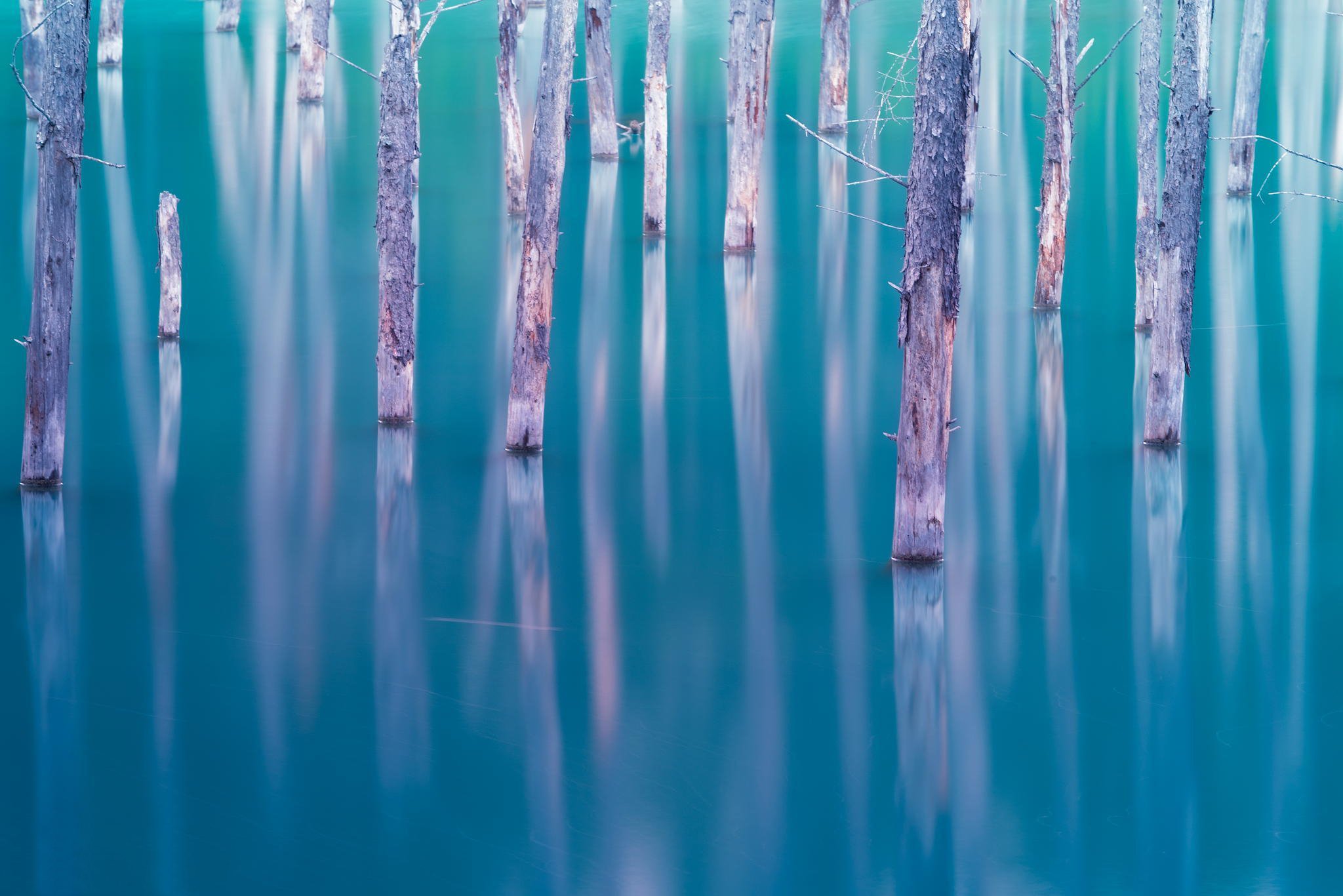 Деревья залитые водой. Голубой лес Японии. Зеркальное озеро в Японии. Картинка много деревьев залитых водой. Yamamura, Japan.