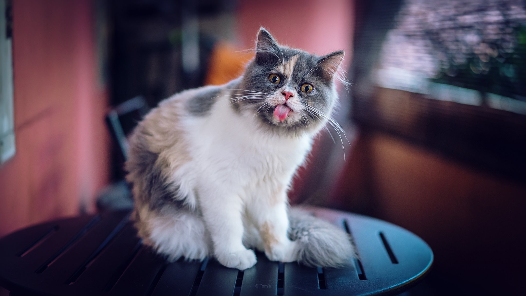 Фото на рабочий стол коты смешные