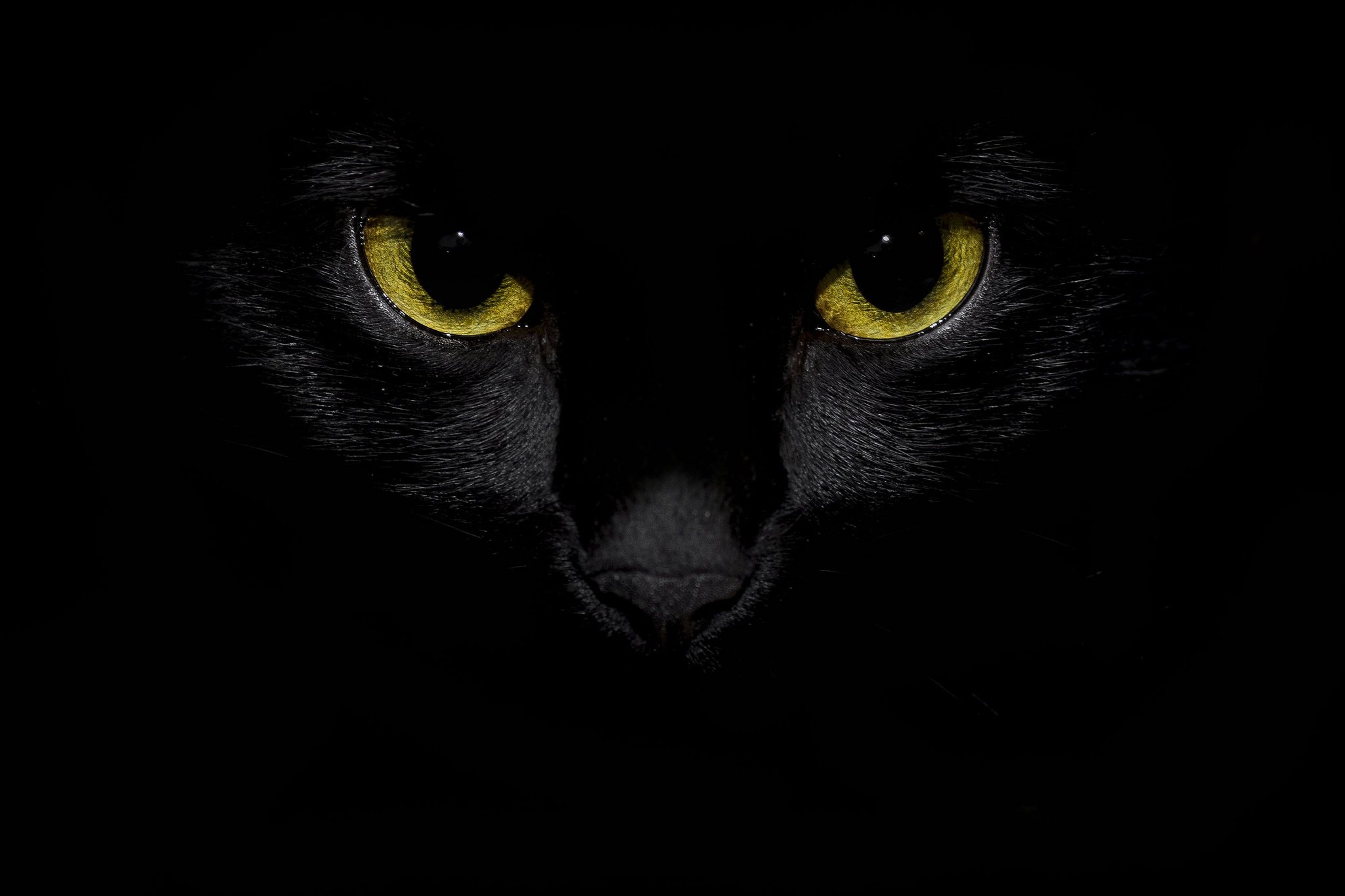 Обои глазки. Чёрный кот. Кошачий глаз. Черный кот на черном фоне. Кошачьи глаза на черном фоне.